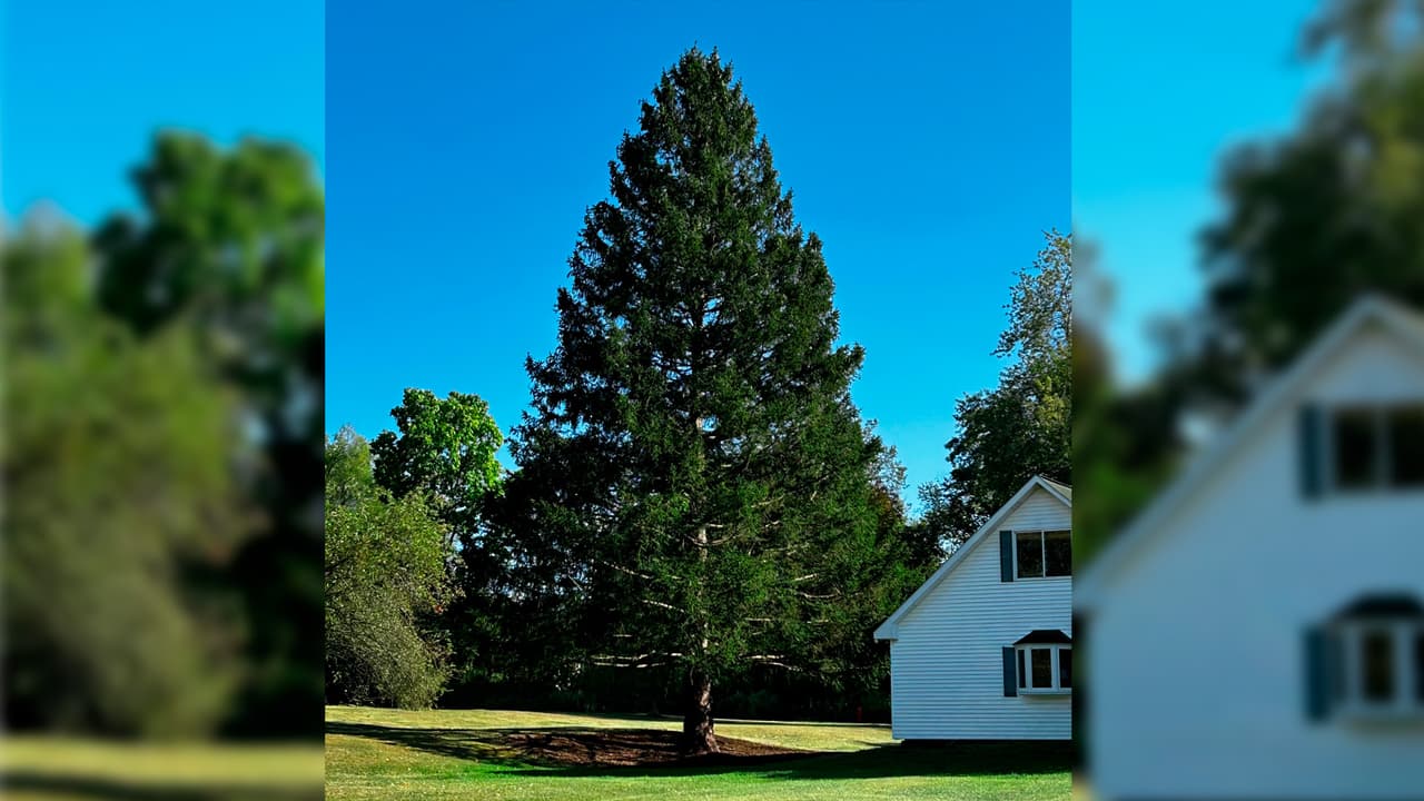 El árbol fue donado por la familia Russ desde East Greenbush.