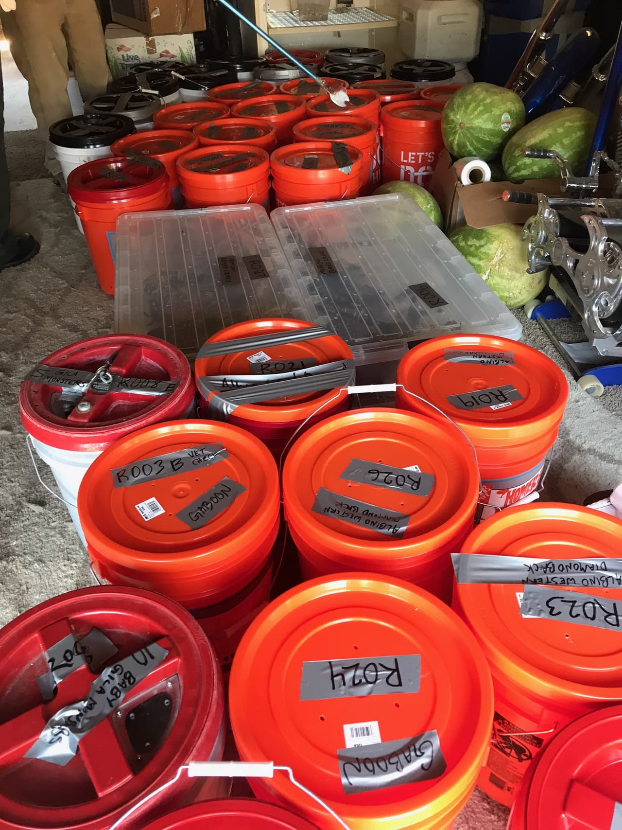 Estaban almacenadas en contenedores en un cuarto común, donde las autoridades llegaron a corroborar la sospecha de que allí había decenas de peligrosas especies.