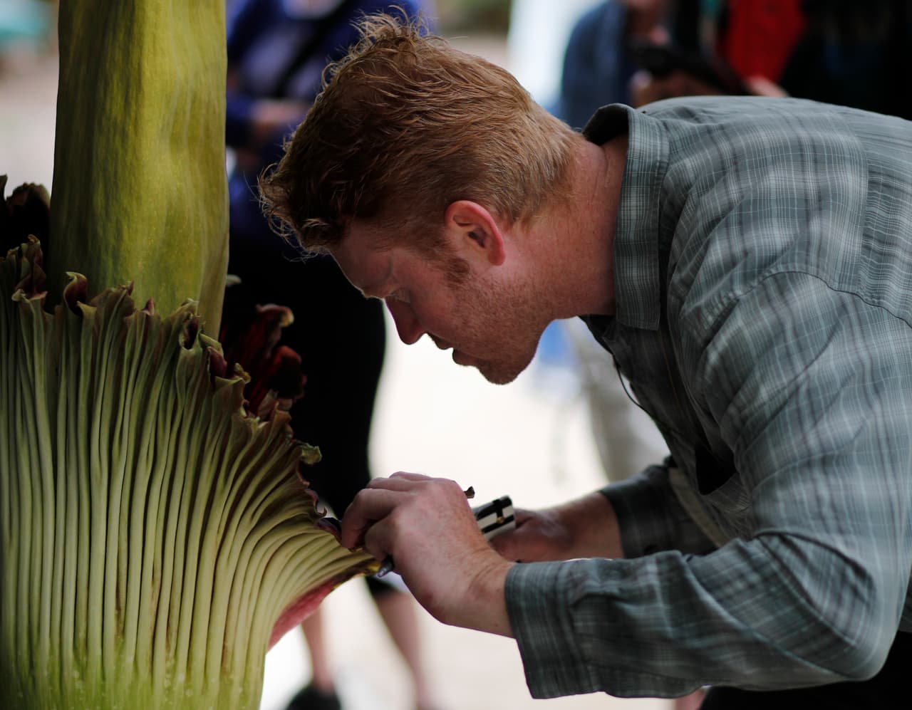 Entre los insectos que atrae esta rara flor, están las moscas que suelen buscar cadáveres de animales para depositar sus huevos de los que saldrán larvas saprófagas.