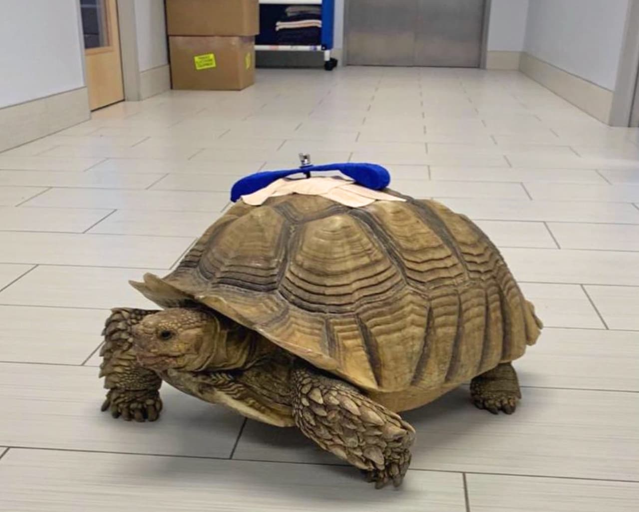 La Policía de 
<a href="https://www.univision.com/temas/san-jose">San José</a> arrestó a un hombre acusado de 
<a href="https://www.univision.com/temas/vandalismo">vandalizar</a> un centro preescolar y herir de gravedad a 
<a href="https://www.instagram.com/p/CKwWzvpjBJo/" target="_blank">la tortuga mascota</a> de aproximadamente 65 libras y entre 40 y 70 años.