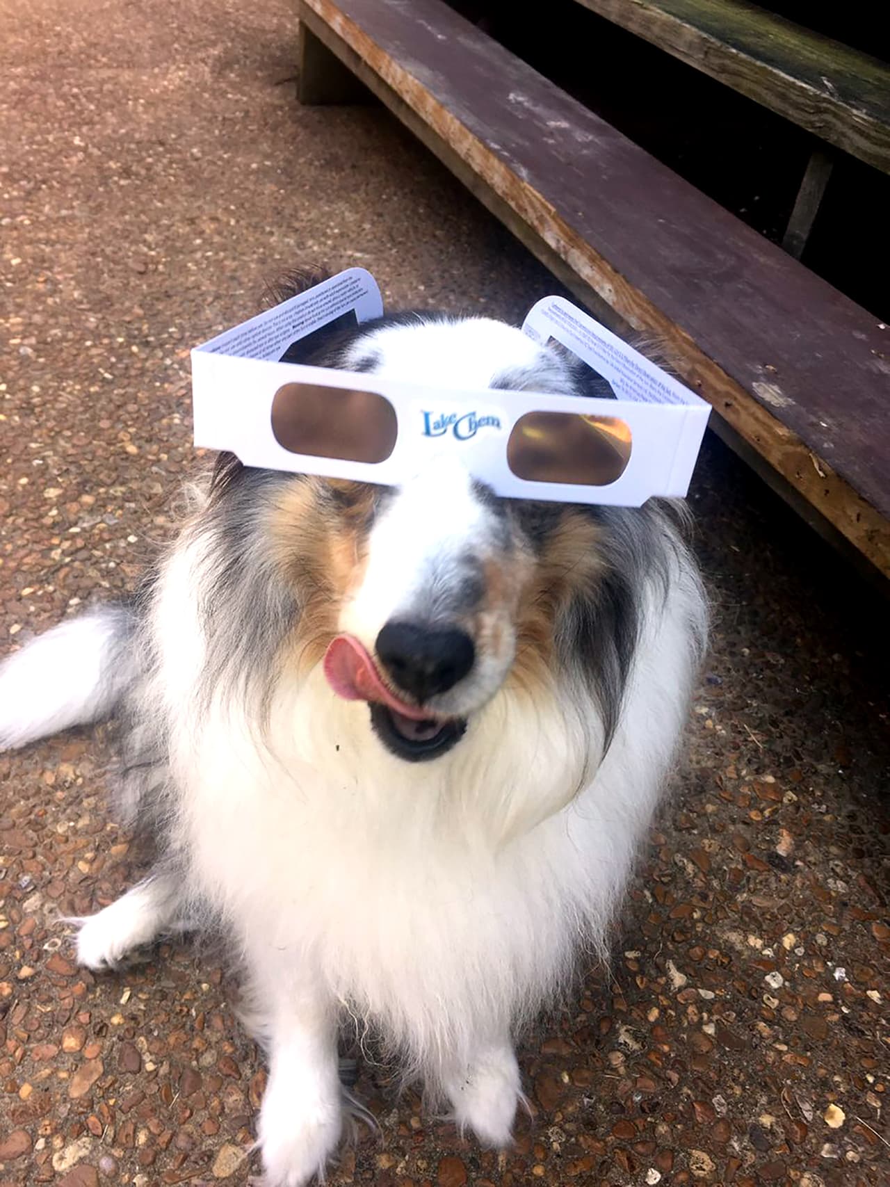 "Es muy importante proteger las retinas de su mascota durante eclipse 2017", dice esta usuaria.