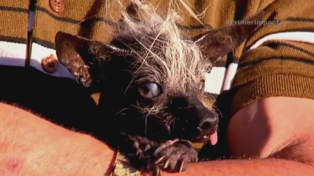 En 2016 
<a href="https://www.univision.com/shows/primer-impacto/el-perro-mas-feo-del-mundo-video">SweePea Rambo</a> fue la ganadora, esta hembra crestado chino pesaba solo 4 libras (1.8 kilogramos) y era ciega.