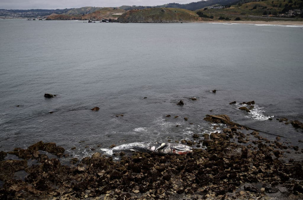 Las causas de uno de los decesos aún no han sido determinadas, pero de acuerdo con los expertos, las muertes por malnutrición y traumatismo por golpes de barcos son las causas más comunes en los decesos de ballenas grises en las aguas del Océano Pacífico.