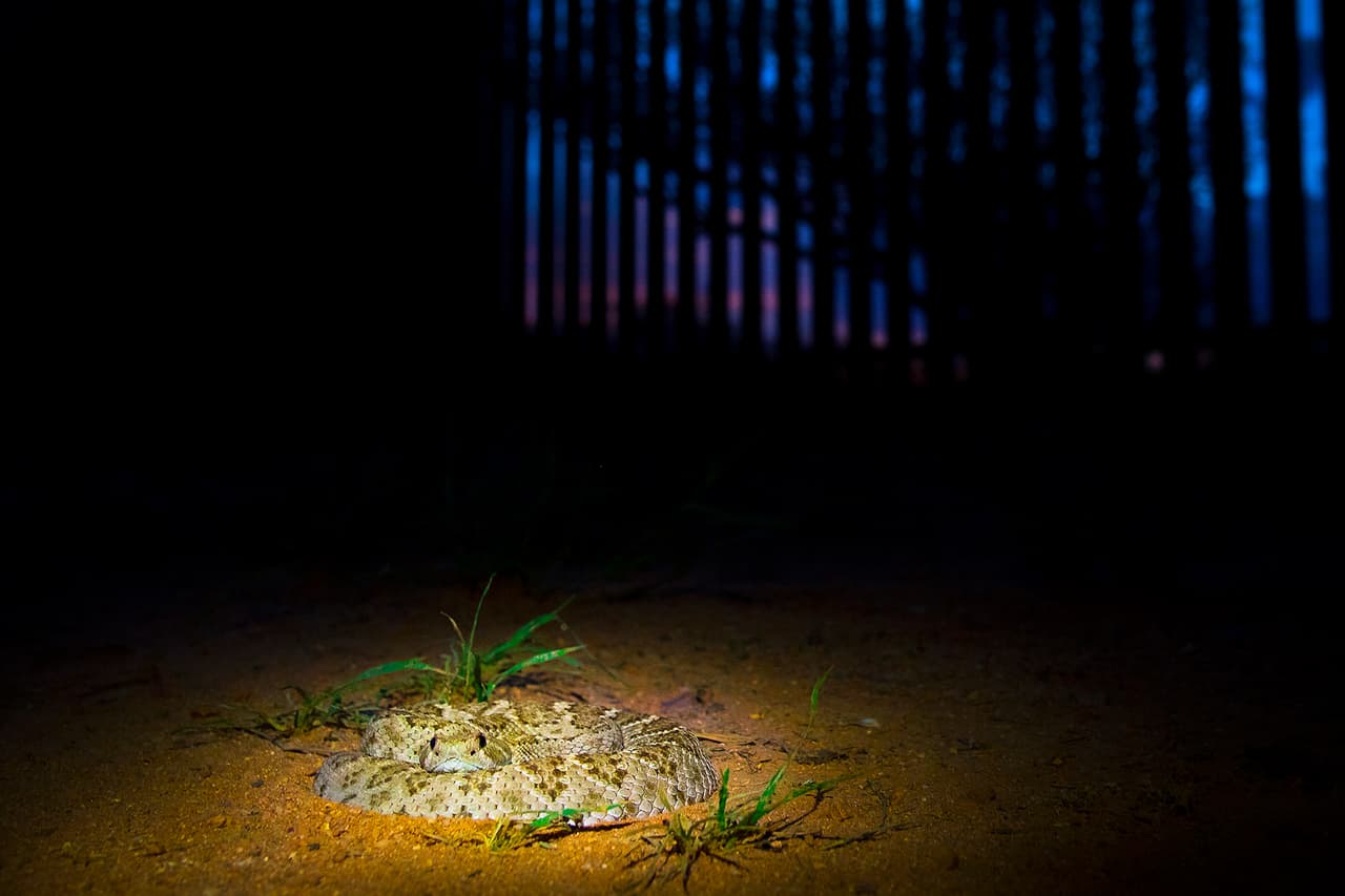 A continuación, algunos consejos 
<b>de AZGFD</b> para mantenerse seguro:
<br>● No interfiera con la naturaleza; deje sola a las víboras.
<br>● Fíjese donde pisa o dónde pone las manos.
<br>● Porte una linterna en las noches, cuando es más difícil verlas.
<br>● Si va de senderismo, permanezca en caminos expresamente marcados para esta actividad.
<br>● Si ve una víbora, aléjese despacio y continúe su camino.
<br>● Las víboras agitadas suelen permanecer firmes en su sitio y no atacan a menos que sean
<br>provocadas.
<br>