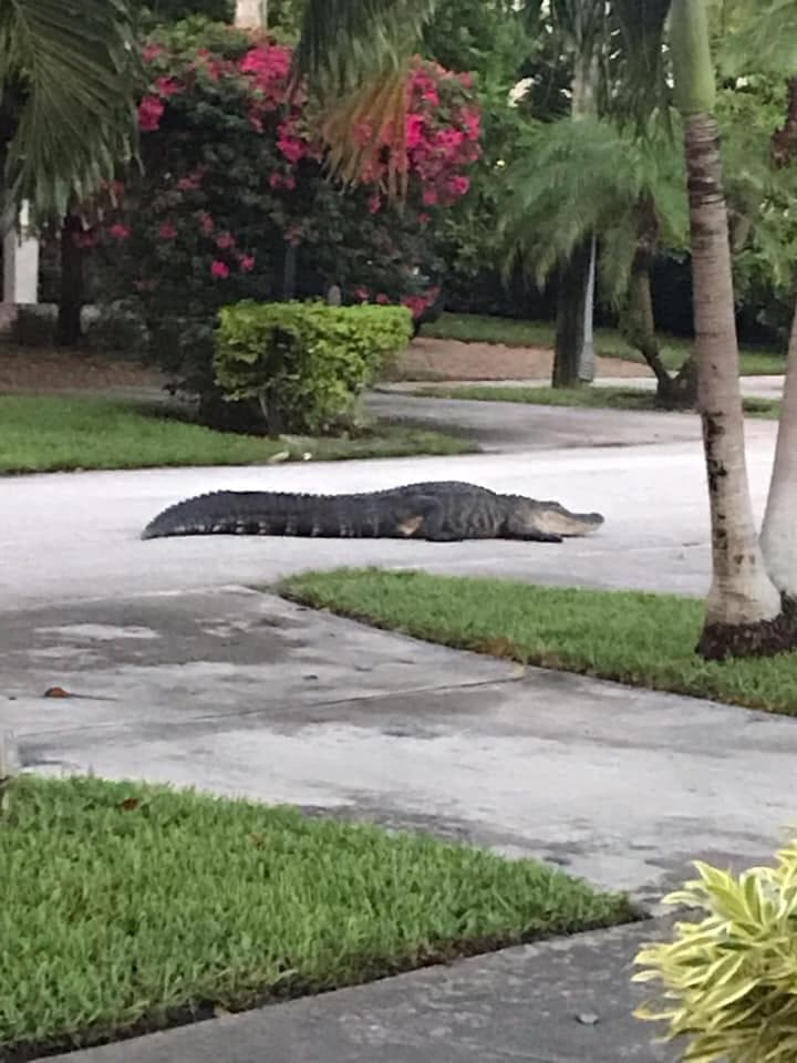 Las autoridades explicaron que el animal será “procesado”, lo que significa que será sacrificado, pues al haberse salido de su habitat, representa un peligro para los humanos. Sin embargo, informaron que el procedimiento no pone en peligro a la especie, pues en Florida hay una población estable de estos animales.
<br>