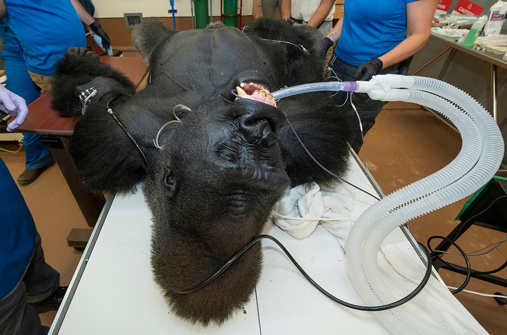 Los expertos determinaron que Barney ya no tiene neumonía y puede regresar de nuevo a su hábitat en el zoológico.