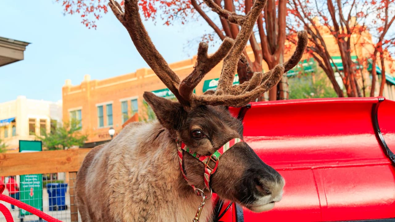 La gastronomía local será protagonista, con delicias ofrecidas por vendedores de comida y restaurantes del centro. El Urban Market será un punto de encuentro para explorar artesanías y 
<b>disfrutar de actividades para toda la familia, como una pista de patinaje sobre hielo sintético y paseos en tren</b>.