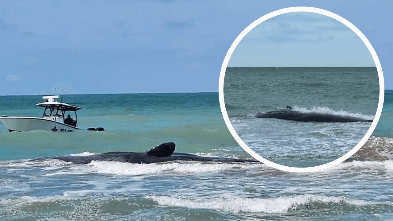 Ballena de 70 pies se queda varada en la costa de Venice Beach en Florida