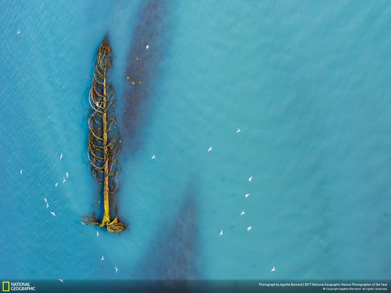 <b>Vida después de la vida.</b> Las gaviotas migratorias vuelan sobre un árbol de cedro que flota aguas abajo por un río glaciar ubicado en Columbia Británica, Canadá. Fotografía de Agathe Bernard.