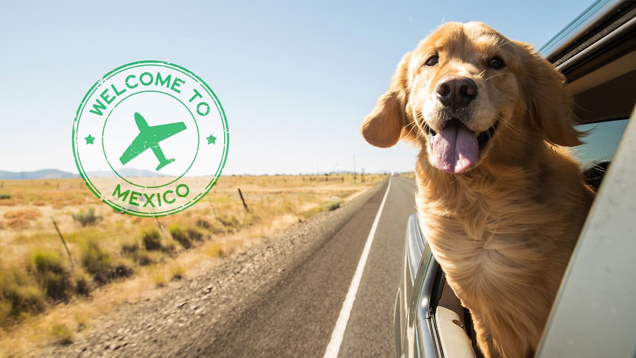 Guía para viajar de Estados Unidos a México con tu mascota: requisitos y costos detallados