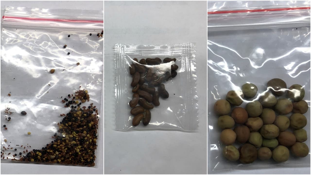 ¿Estafa, plaga o especie invasiva? Qué debes hacer si recibes las misteriosas semillas chinas enviadas por correo