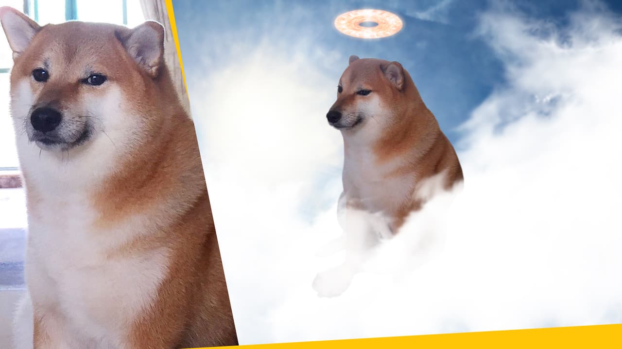 Hasta siempre, Cheems, fuiste más que un meme: cuando conozcas su historia real lo amarás aún más