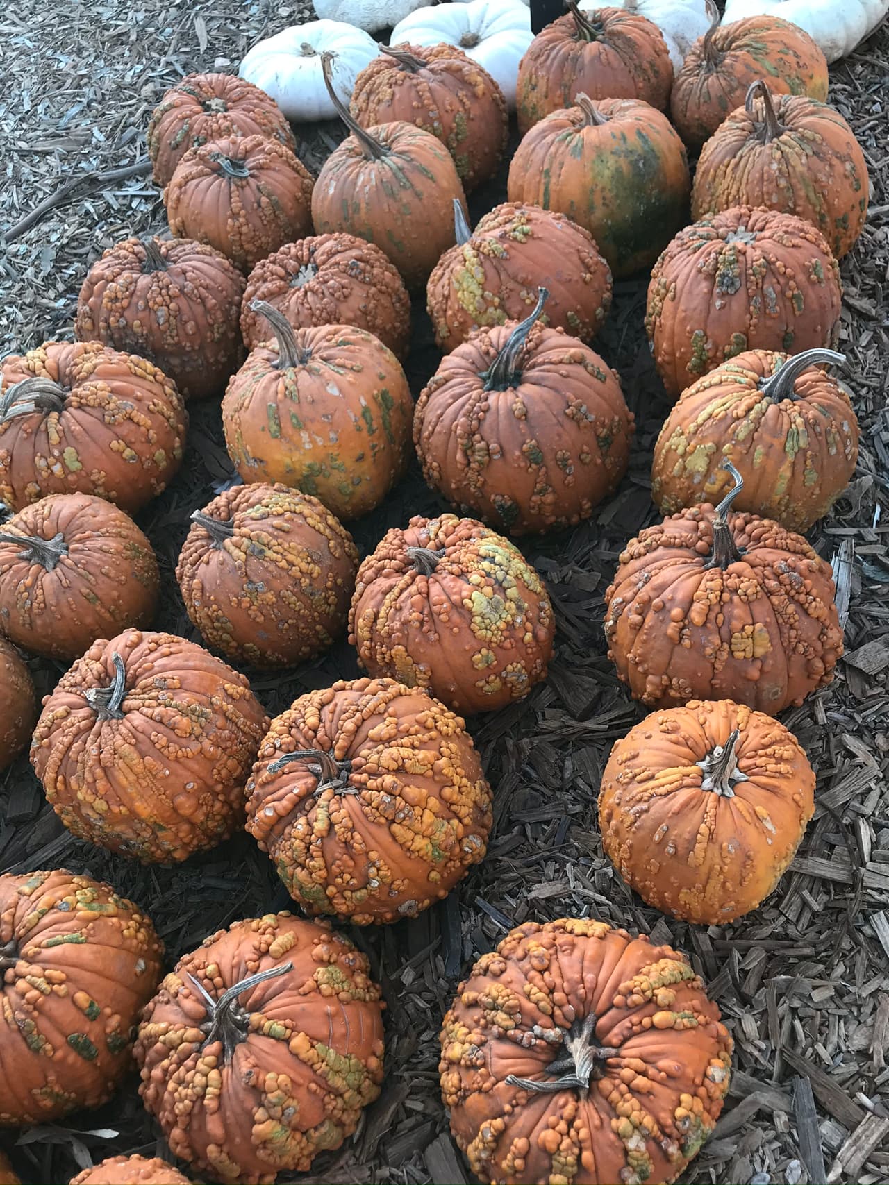 Las caracteristicas están presente en los distintos tipos de calabazas y no en una variedad en particular.