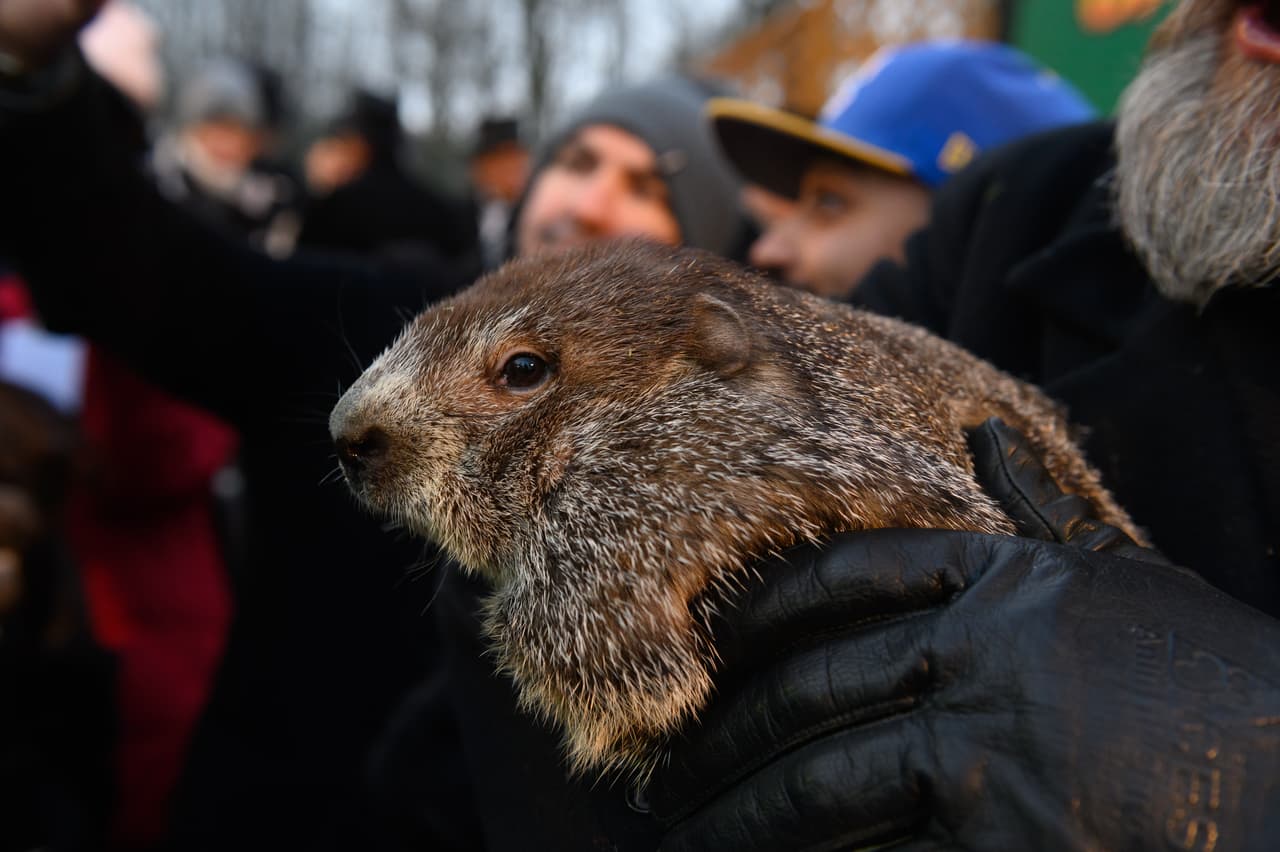 En otros lugares del país también se realiza la ceremonia del Día de la Marmota,
<a href="https://www.univision.com/local/nueva-york-wxtv/la-primavera-vendra-temprano-segun-la-prediccion-de-la-marmota-de-nyc" target="_blank">como en Nueva York</a>.
<br>