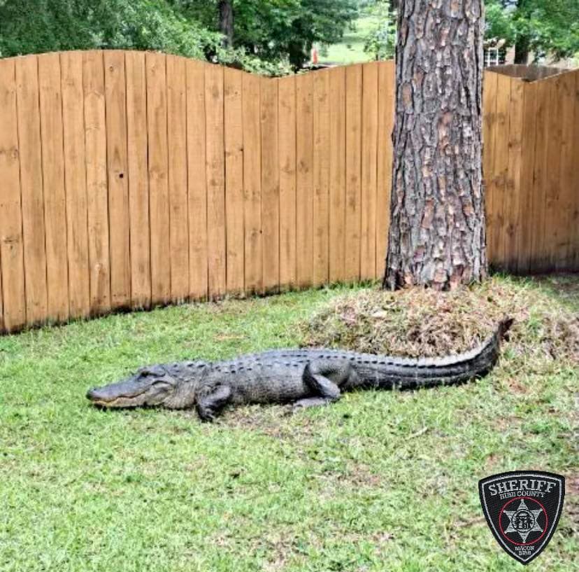 Vaya sorpresa que se llevó una familia del condado de Houston, luego de encontrar un enorme cocodrilo en su patio trasero.