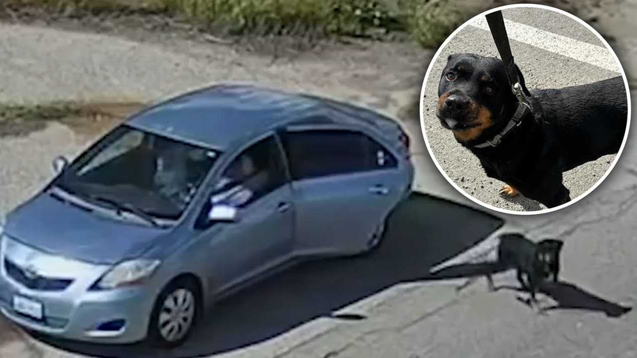 Abandono de animales: graban el momento en que dejan a dos perros en una carretera cerca a Los Ángeles