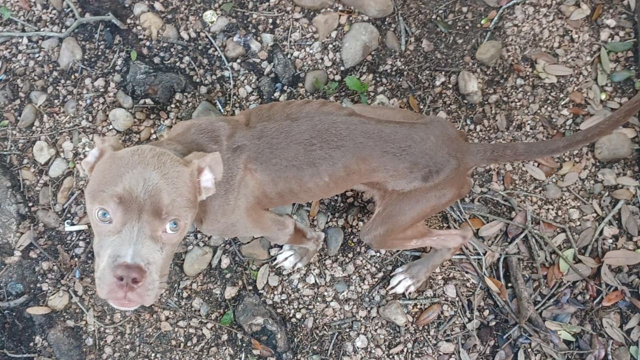 Rescatan a un cachorro extremadamente demacrado: la dueña dijo que no tenía dinero ni para alimentarse
