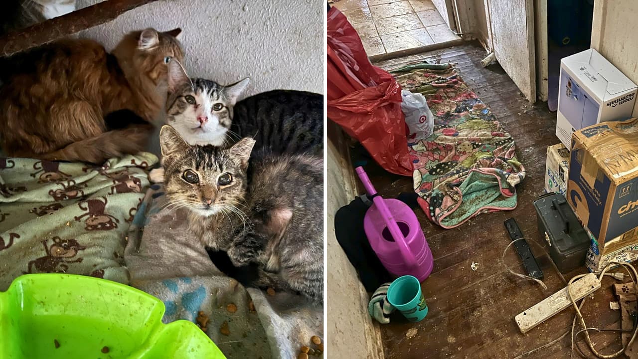 <h3 class="cms-H3-H3">Cómo comenzó la investigación</h3> La intervención comenzó tras 
<b>una denuncia recibida fuera de Texas. </b>
<br>La investigación arrancó el 1 de marzo y, tras reunir evidencia, autoridades obtuvieron una orden de cateo días después. 
<br>Al ingresar, confirmaron 
<b>condiciones insalubres y una alta concentración de animales en un mismo espacio.</b>