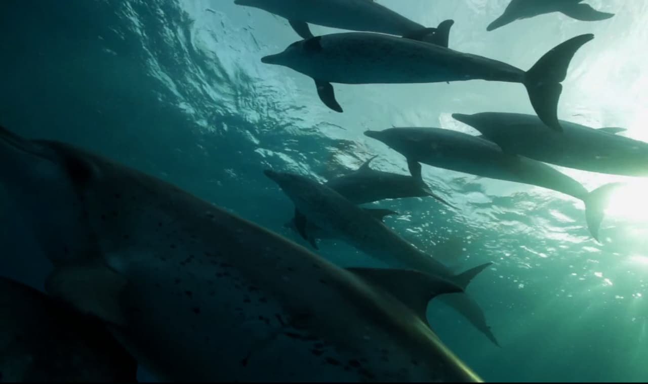 El entrenador de Flipper quiere que sepas esto sobre los delfines