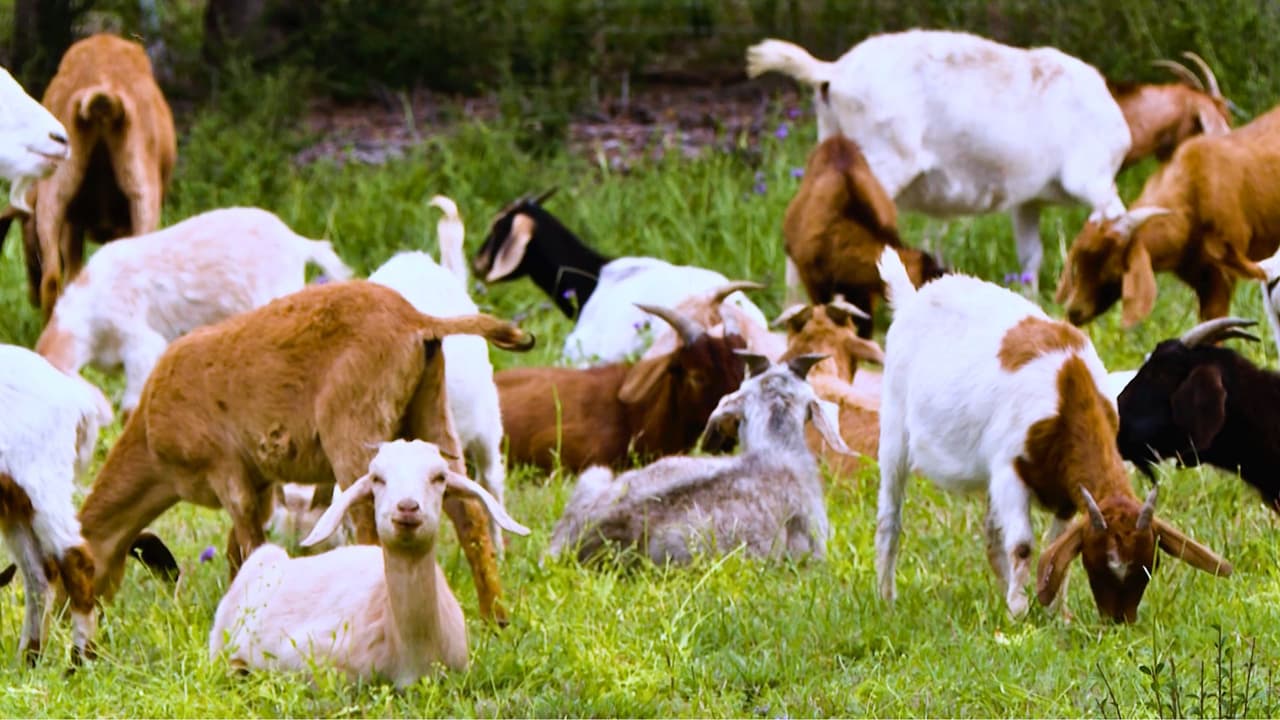 “Es más seguro y más limpio”: el plan de Dallas que pone a 280 cabras a trabajar por el medioambiente.