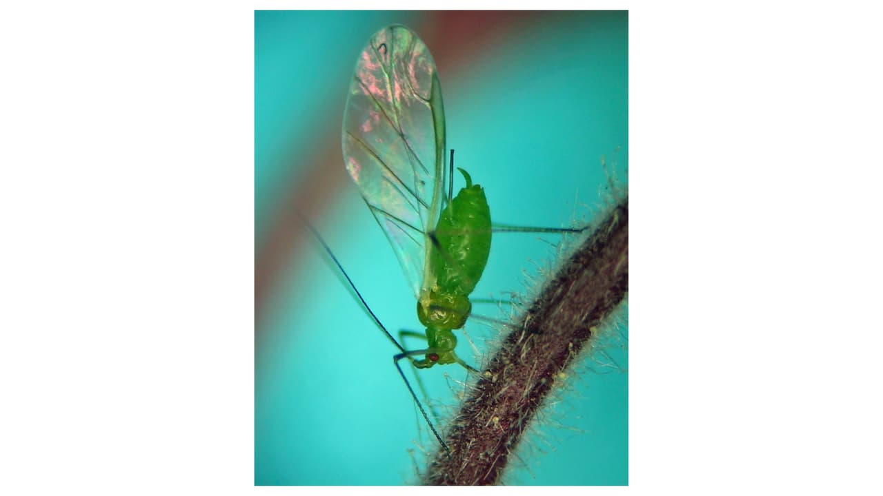 Enjambres de pulgones alados invaden la Ciudad de Nueva York