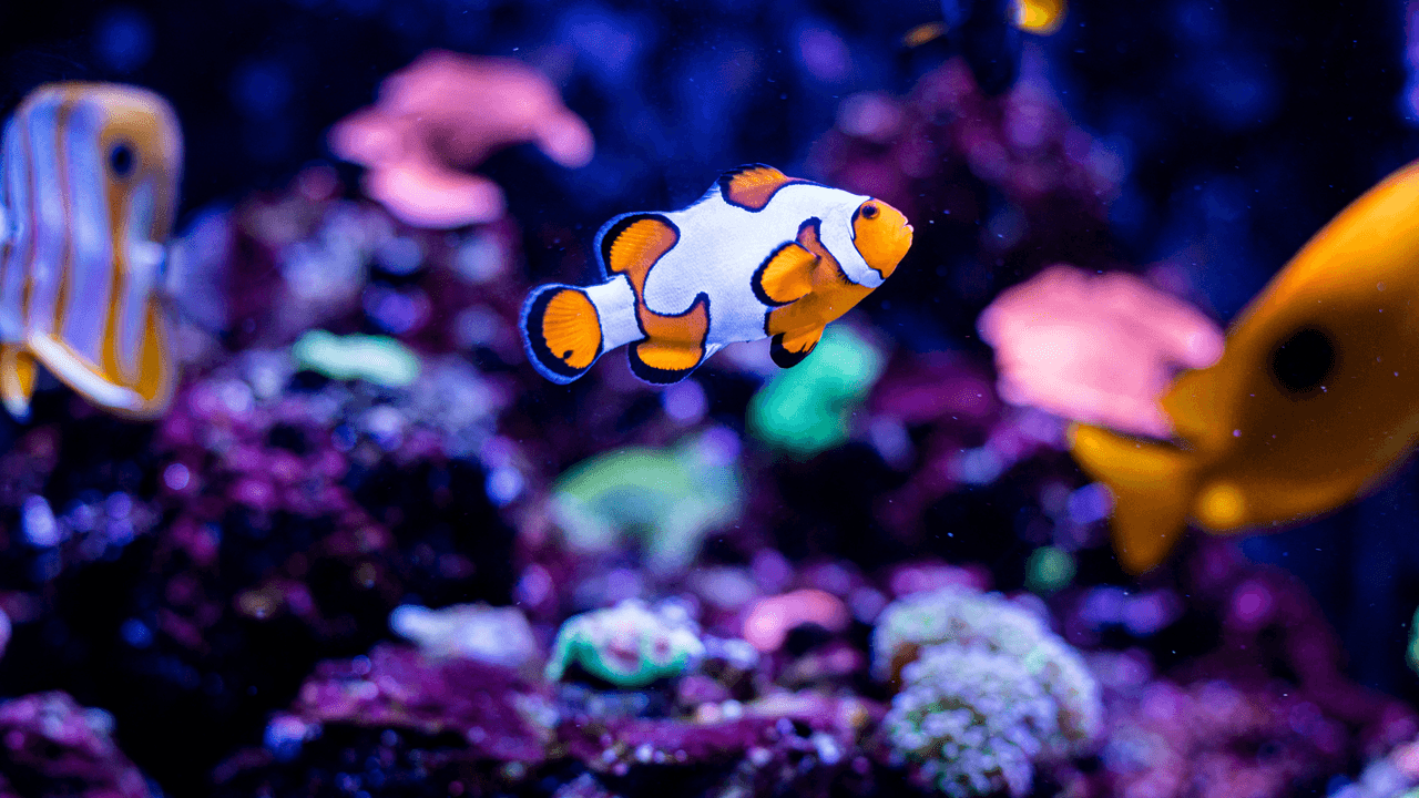 ¿Quieres tener un acuario en casa? Te decimos cómo crear el mejor hogar para tus peces mascota