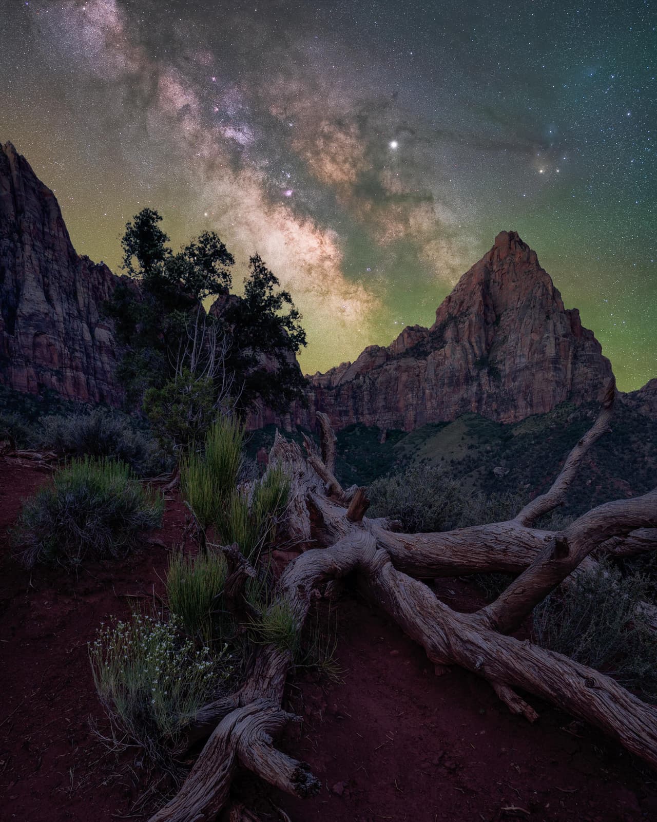 <b>‘El vigilante’, tomada desde el Parque Nacional Zion, Utah.</b>
<br>
<br>“Cuando finalmente llegué a Zion supe que quería capturar algo único. Vi cómo los ángulos del árbol coincidían casi perfectamente con el pico y supe que había encontrado algo especial”, dijo sobre esta imagen su autor. “Esta composición es una mezcla de la hora azul, el cielo nocturno y el primer plano antes de la salida del sol”, agregó.