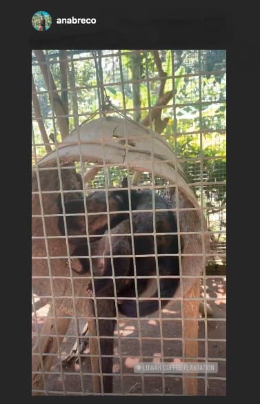 Es que en Bali visitó la plantación de café Luwak, donde vio las civetas asiáticas. Estos animales son los que producen el excremento que se utiliza para el costoso café.