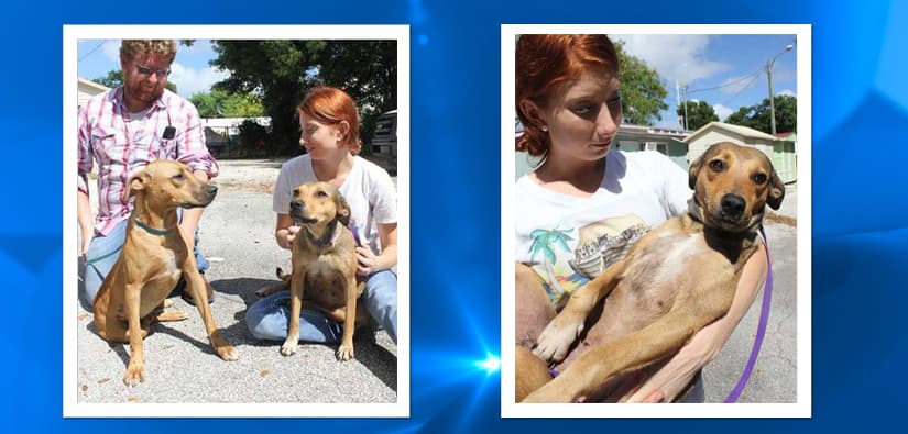 'Perritos balseros' buscan un nuevo hogar en la Florida