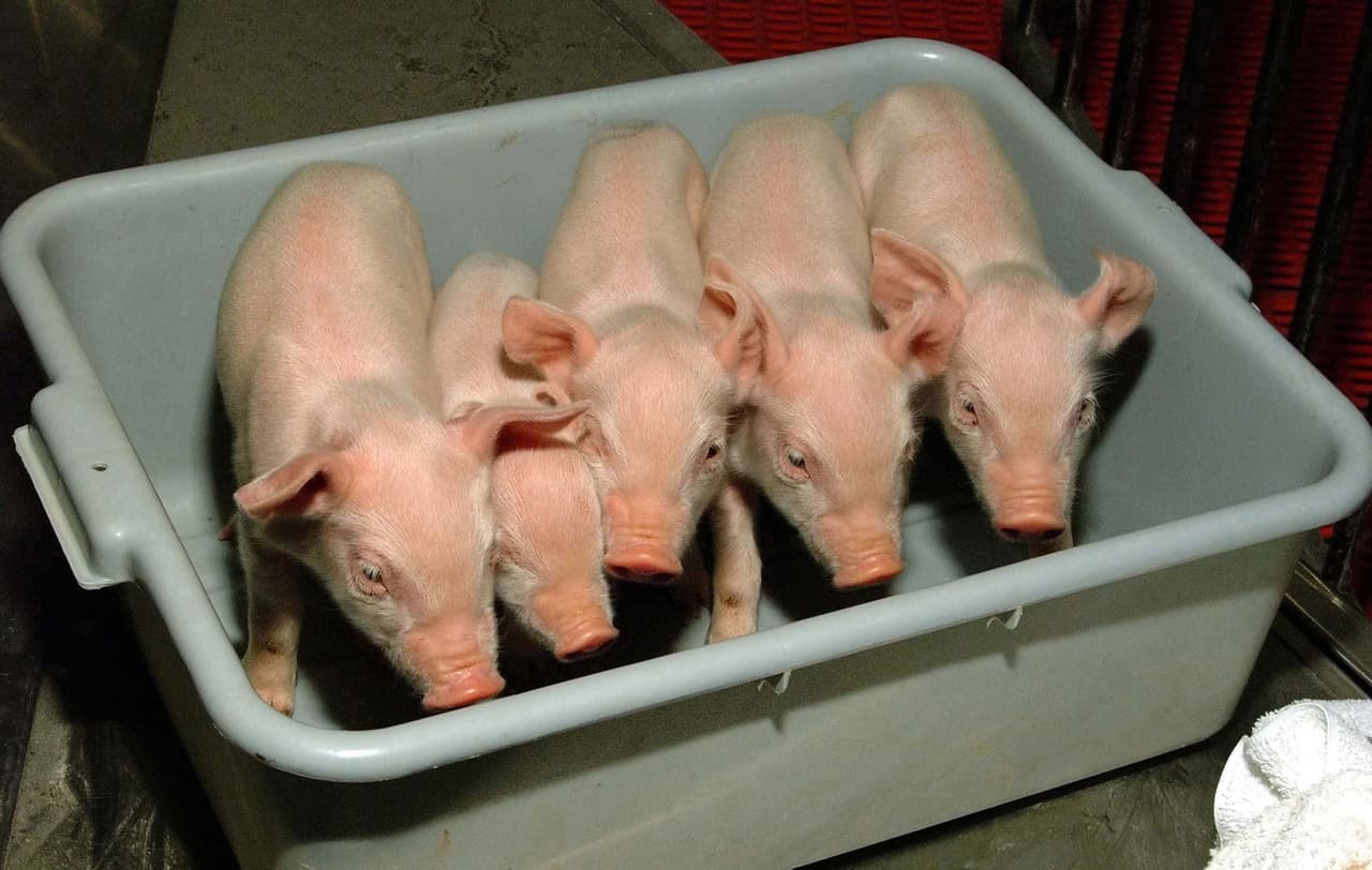 Noel, Angel, Star, Joy y Mar fueron clonados en 2002 para estudiar futuros trasplantes a humanos.