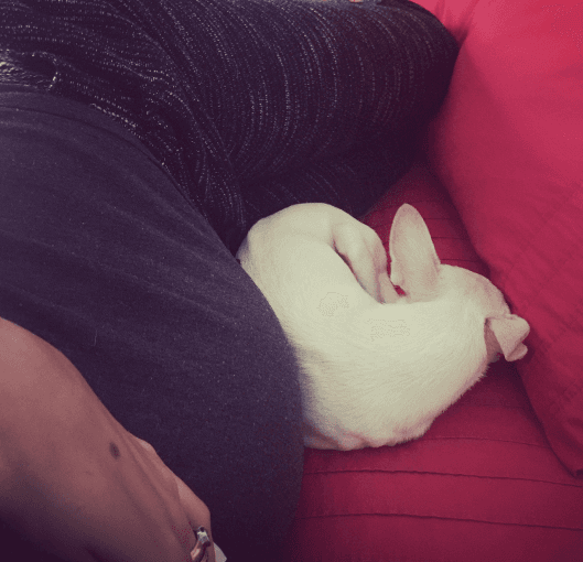 Parece que Boo, la mascota de la familia Tacher, ya sabe que viene un nuevo bebé en camino y así cuida la pancita de Cristy, que en esta foto tenía 23 semanas de embarazo.