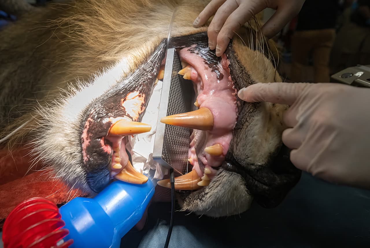 Así le hacen una radiografía dental a un león del Zoológico de Miami.