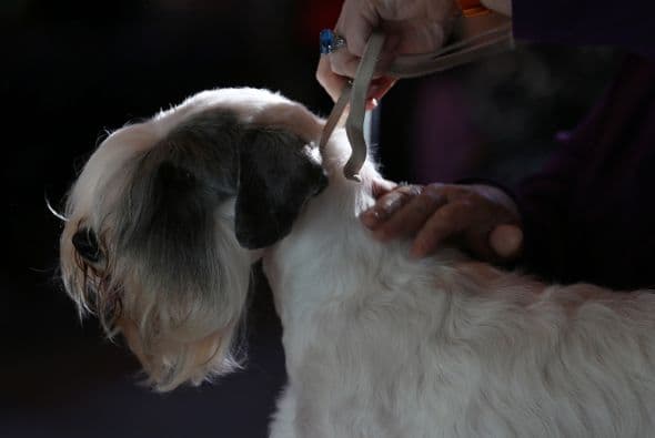 Antes que los perros sean puestos a prueba en sus habilidades, pasan un filtro muy riguroso.