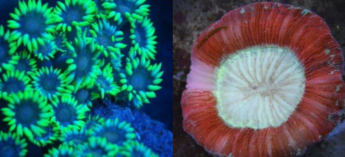 Intentó enviar por contrabando especies de coral protegidas de EEUU a México, ahora tendrá que pagar