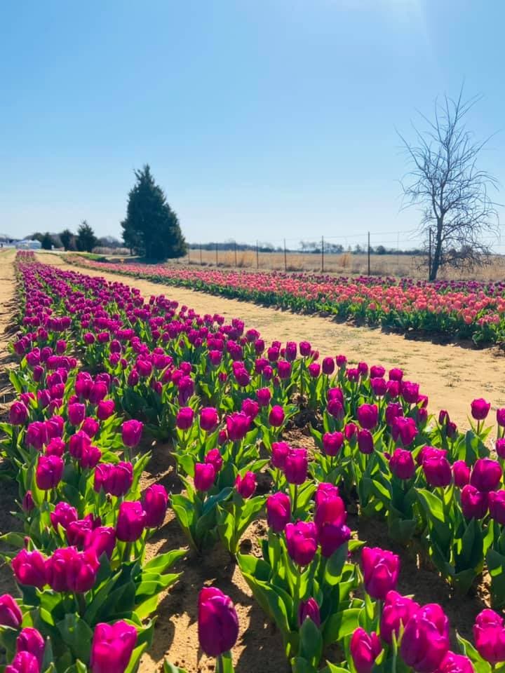 El uso de mascarillas es opcional, pero hay puestos de gel antibacterial disponibles. 
<br>