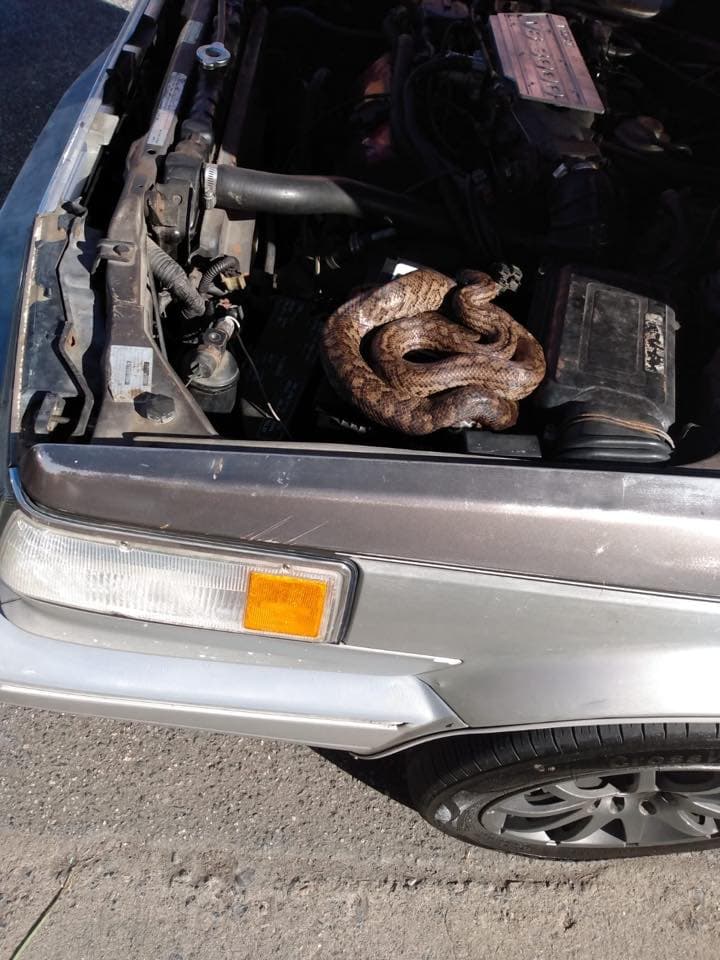 El conductor del vehículo abrió el bonete y se encontró con el animal.