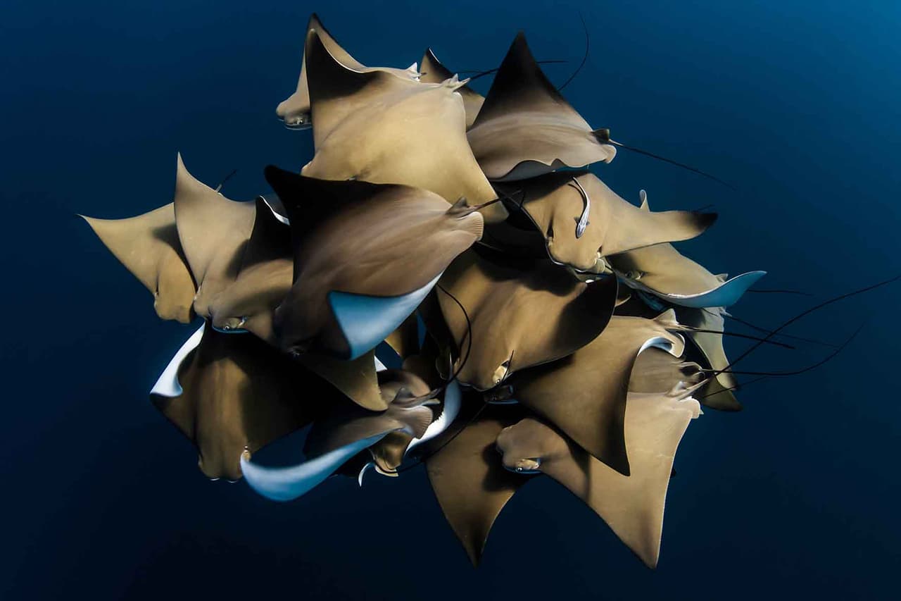 Un inusual encuentro de mantarrayas en el arrecife Ningaloo, Australia Occidental. Tercer lugar en la categoría ‘portafolio colectivo’.