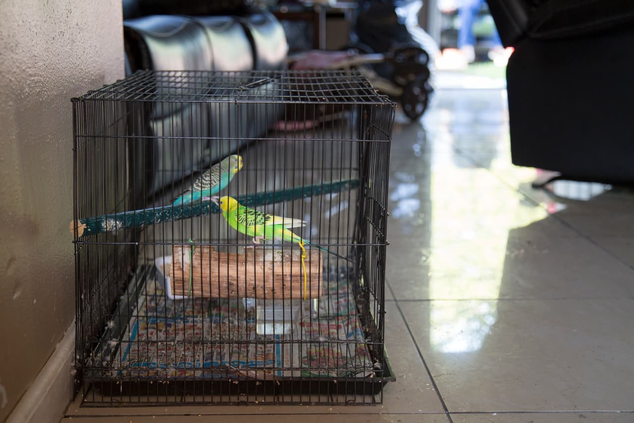 Estos periquitos no pudieron ser evacuados con los inquilinos del apartamento, pero cuando regresaron los encontraron sanos y salvos.