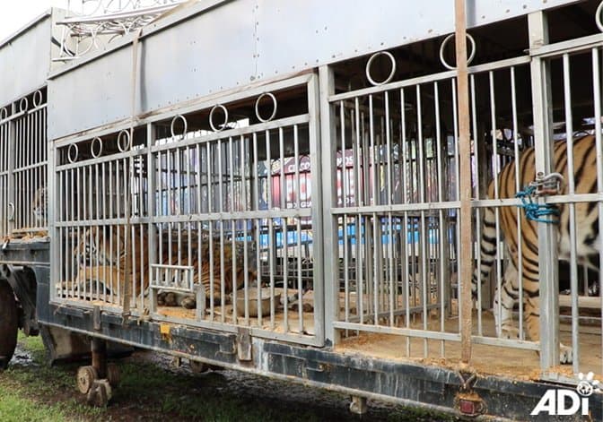 Las autoridades solicitaron la asistencia de los ‘Defensores de Animales Internacionales’ (ADI) para hacer cumplir la ley.