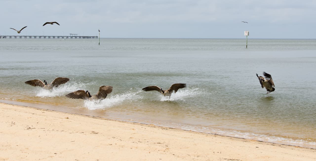 <b>Alabama. </b>21 de las 25 playas analizadas resultaron inseguras para nadar al menos un día en 2018. Fairhope (condado Baldwin, en la fotografía) fue la que durante más días se mantuvo condiciones peligrosas para los bañistas, 21 en total. 
<a href="https://environmentamerica.org/feature/ame/safe-swimming" target="_blank">El estudio de la organización Environment America</a> considera las playas potencialmente inseguras si los niveles de contaminación fecal supera la escala de seguridad de la Agencia de Protección Ambiental de los Estados Unidos.