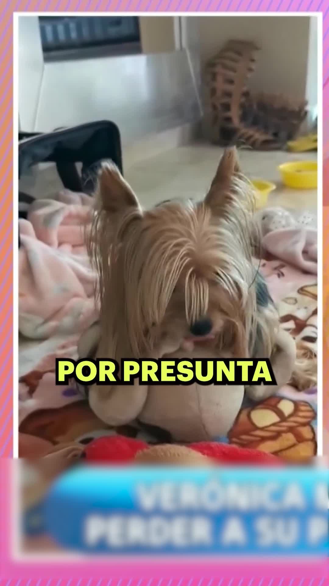 ROMPE EN LLANTO tras el fallecimiento de su perrita por negligencia médica