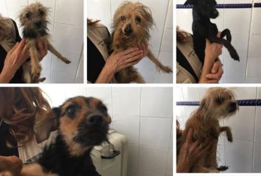 Rescatan a 11 perros dentro de contenedores de basura: la policía busca al responsable 