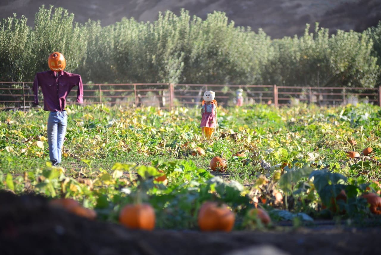 <b><a href="https://www.greenspotfarms.com/pumpkin-patch" target="_blank">Greenspot Farms</a></b>: 
<br>Abierto desde el 1 y hasta el 31 de octubre, en esta granja podrás disfrutar de paseos, contacto con animales de granja, artesanías y perderte en un gran laberinto de heno.
<br>Dirección: 10133 Ward Way, Mentone.