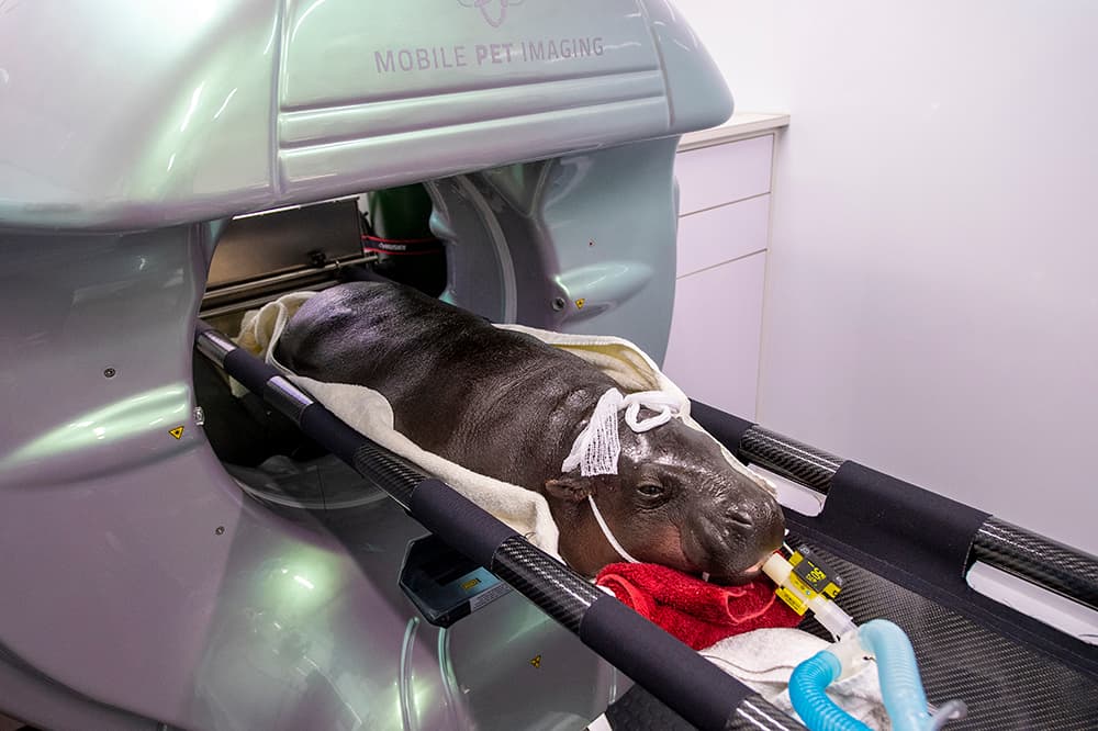 El hipopótamo luce muy tranquilo al entrar a la cabina para la tomografía computarizada.