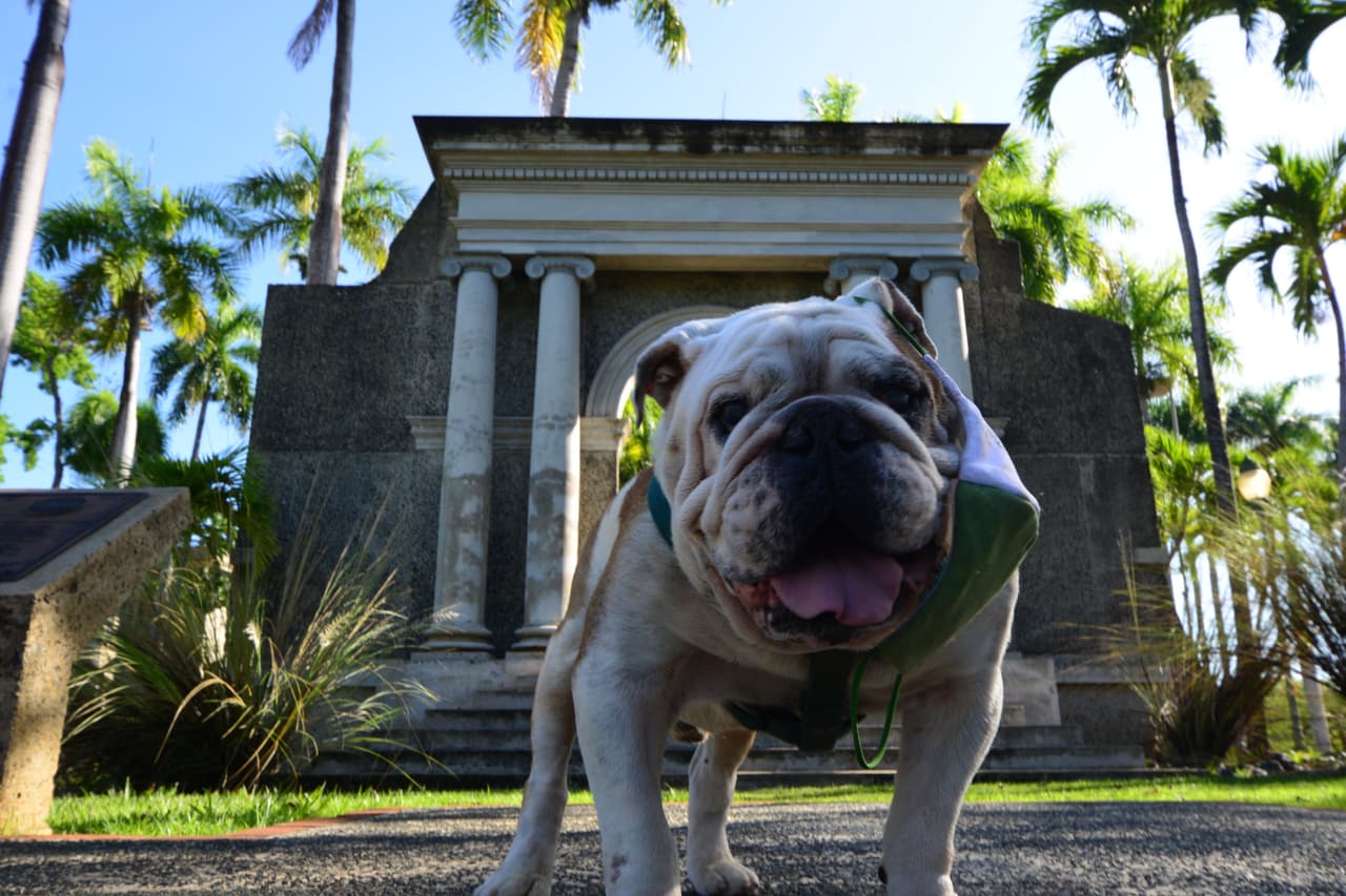 Fallece "Tarzán", la mascota del Recinto Universitario de Mayagüez