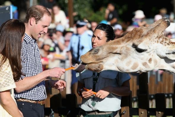 William luego alimentó a una jirafa.Más videos de Chismes aquí.