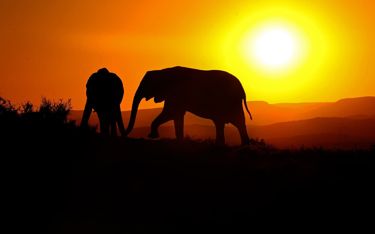 Podrás admirar paisajes espectaculares y abrevaderos y, lo más importante, encontrar leones, cebras o elefantes.
<br>