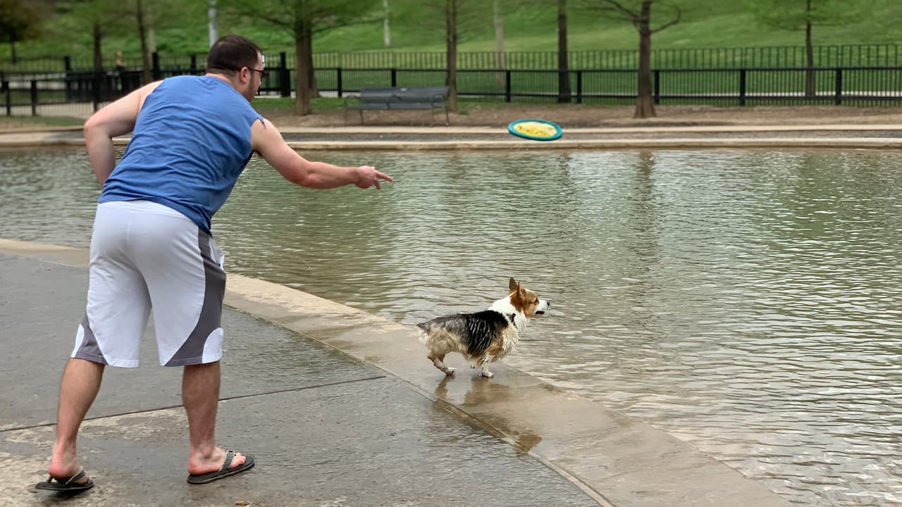  10 consejos para cuidar a una mascota durante la pandemia de coronavirus 