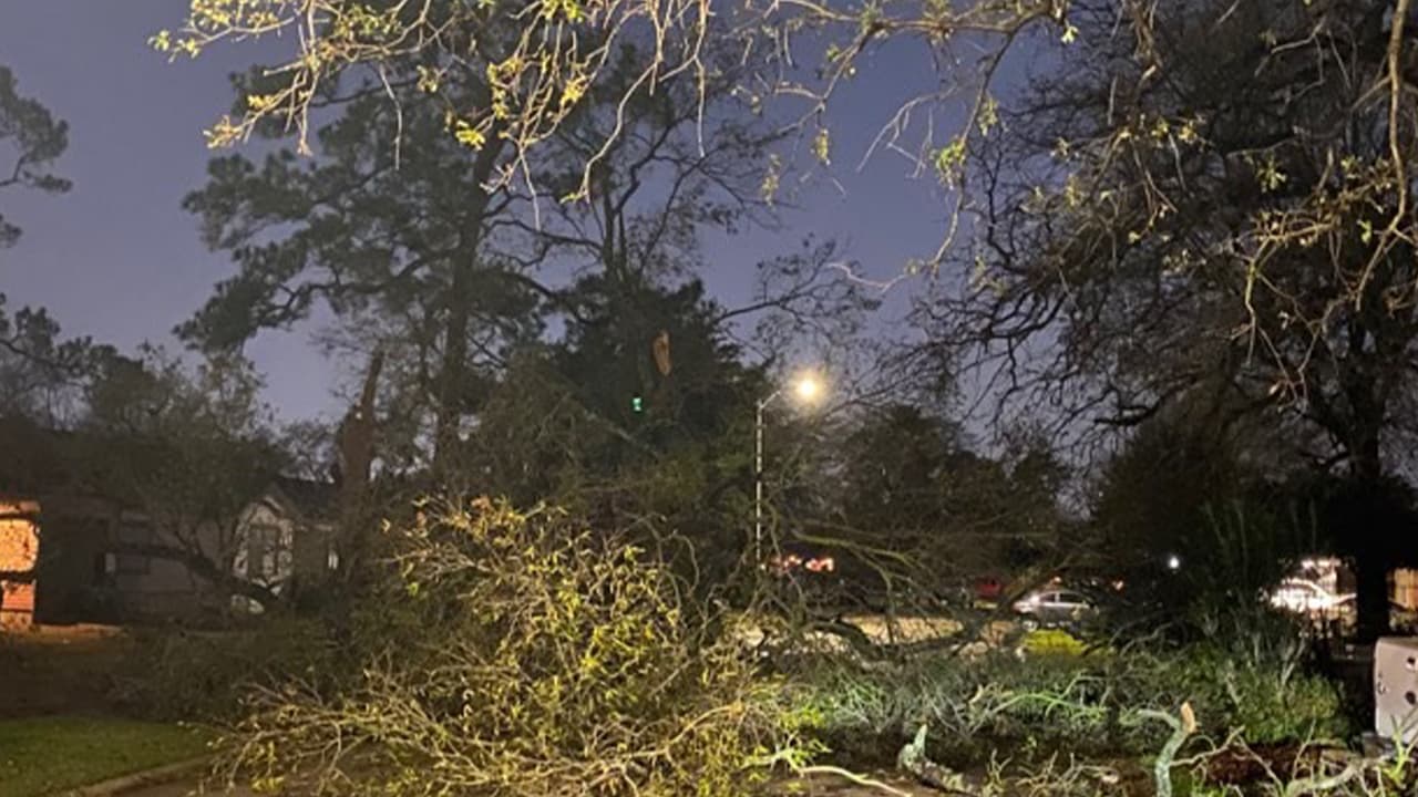 Árboles caídos dejó a su paso la tormenta.