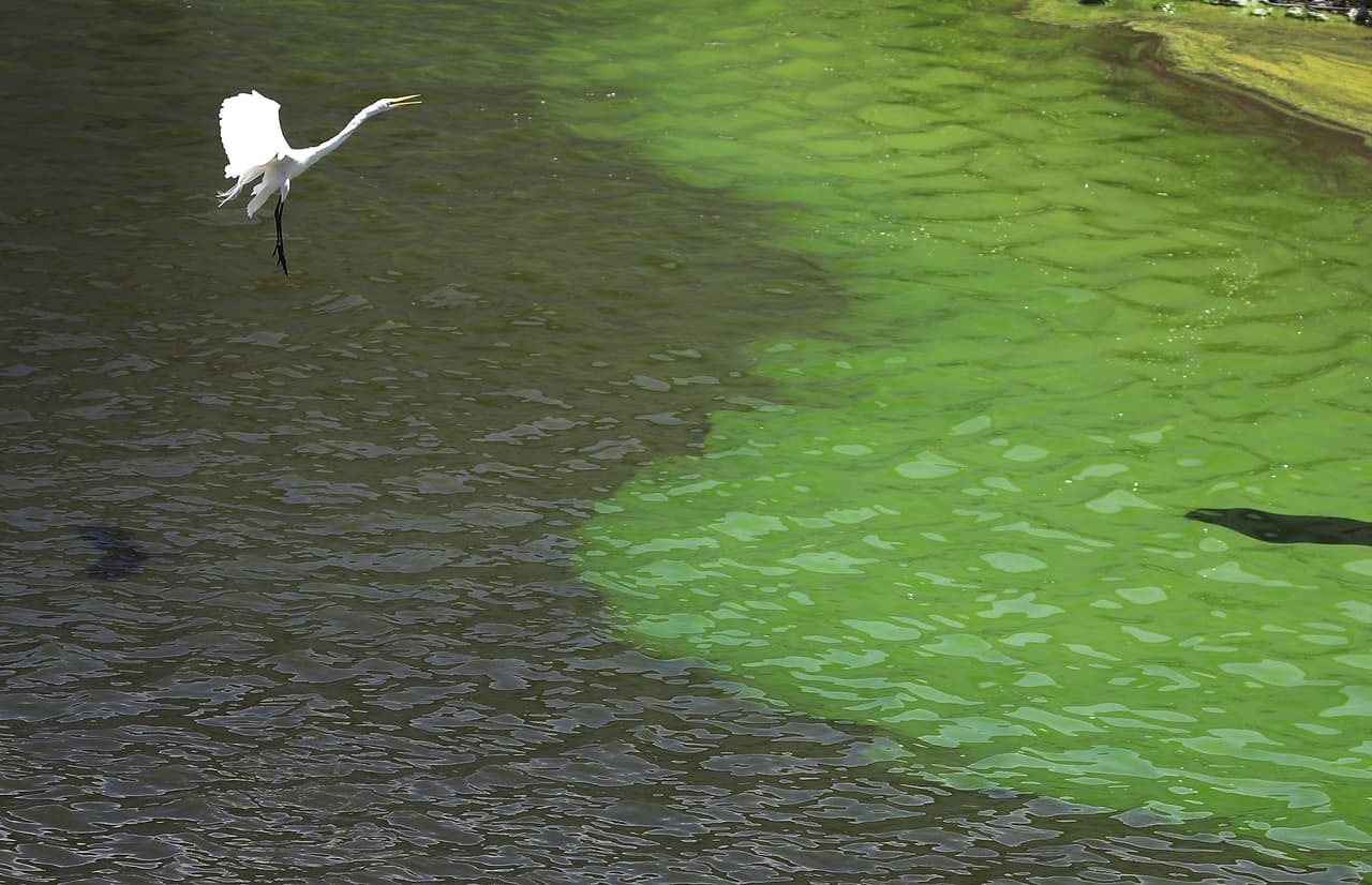 Se trata de una putrefacta y espesa alga azul-verdosa que inunda los ríos que alarma por su toxicidad y capacidad de ahuyentar a los turistas y residentes.